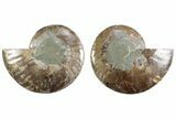 Cut & Polished Ammonite Fossil - Madagascar #364767-1